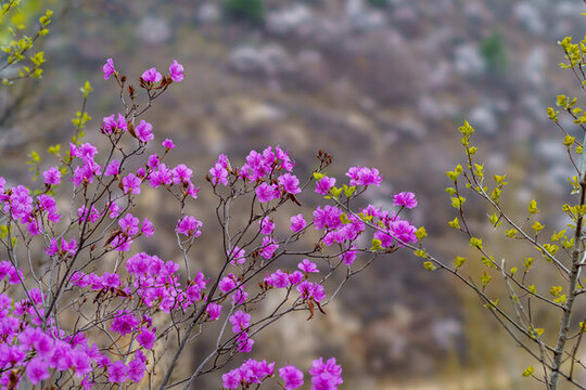 杜鵑花