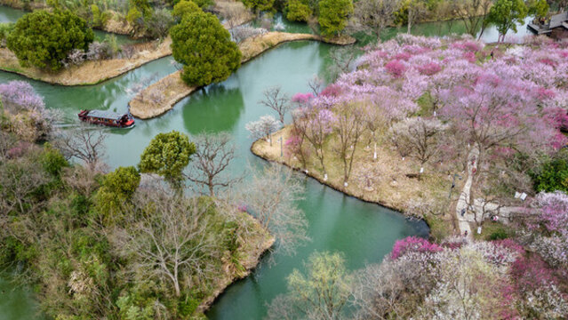 梅花開了
