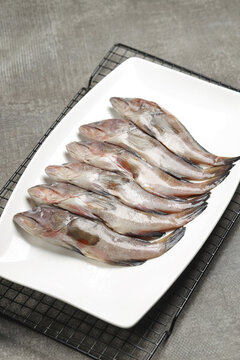 小桂魚