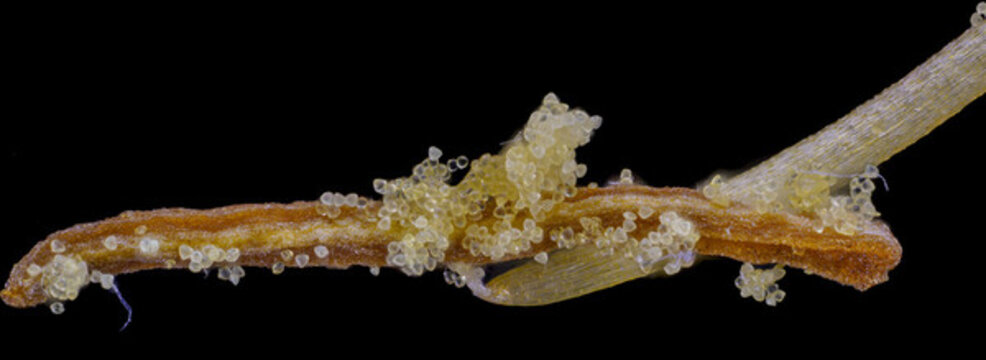 忍冬花藥花粉