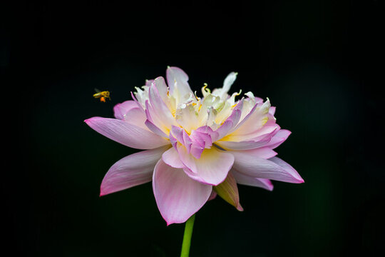 荷花蓮花蜜蜂采蜜