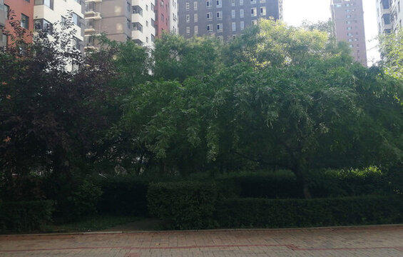 小區(qū)綠化