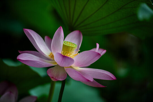 荷花蓮花