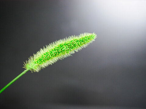 狗尾巴草