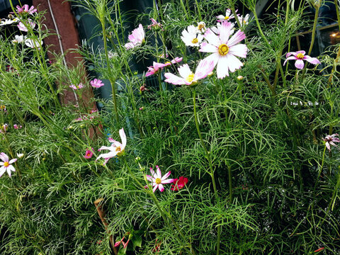 街邊秋英花叢