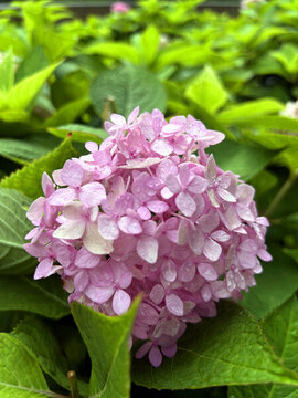 繡球花