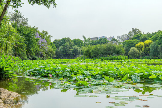 宜賓天池公園