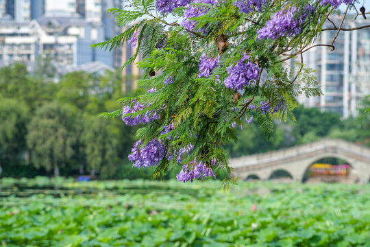 宜賓天池公園藍花楹