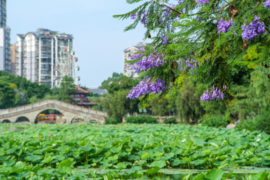 宜賓天池公園