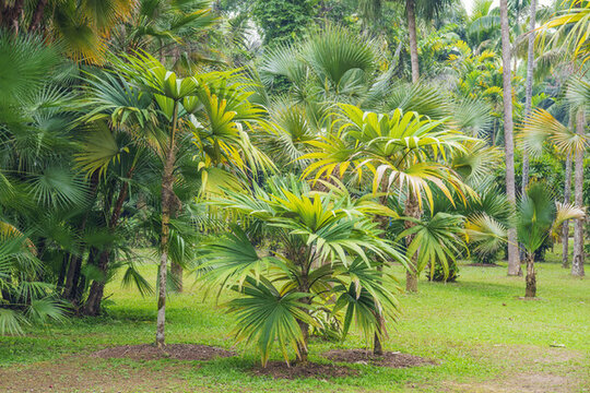 西雙版納熱帶植物園根刺棕樹