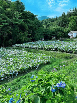 漫山遍野繡球花