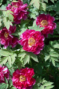 洛陽(yáng)牡丹花