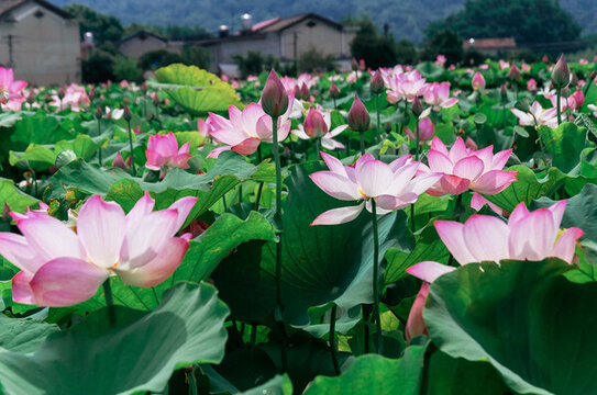 夏天池塘里綻放的荷花