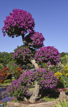杜鵑花盆景