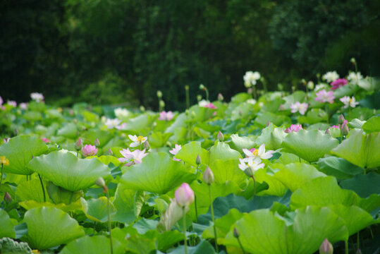 池塘荷花盛開