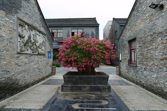 江蘇泰州姜堰古羅塘景區(qū)植物盆景