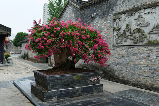 江蘇泰州姜堰古羅塘景區(qū)植物盆景