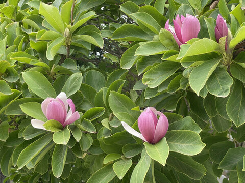 玉蘭花