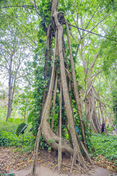 獨(dú)樹(shù)成林榕樹(shù)氣生根熱帶植物