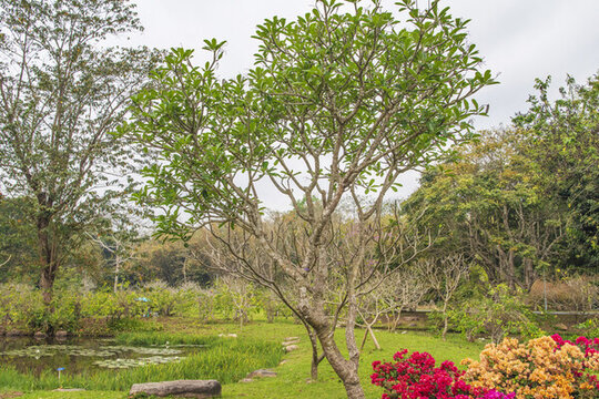 熱帶植物園雞蛋花樹(shù)與樹(shù)林