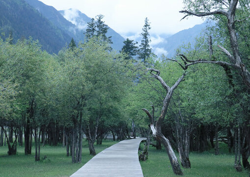 四姑娘山原始森林長坪溝雙橋溝