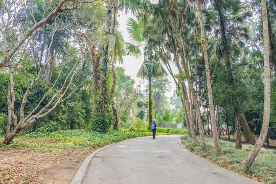西雙版納植物園公路與樹(shù)林