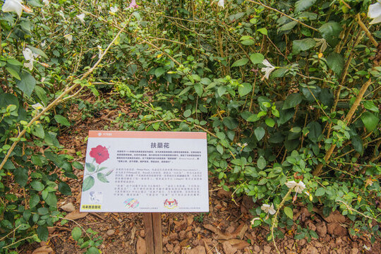 西雙版納熱帶植物扶桑花草