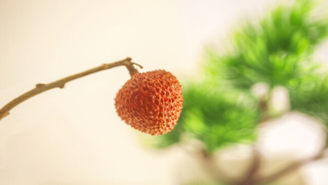 荔枝