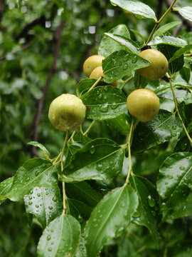 夏日雨后茁壯成長的棗子果實