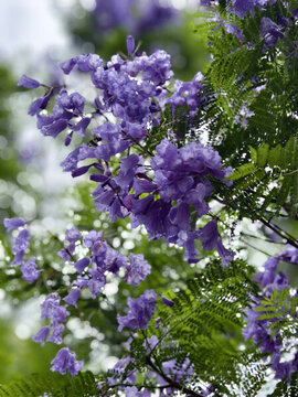 藍(lán)花楹