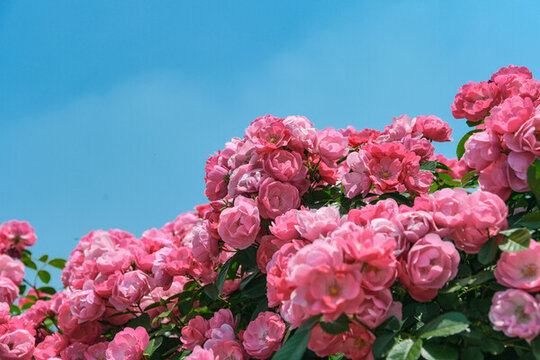 薔薇花月季玫瑰