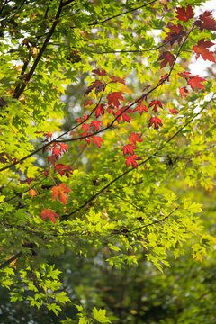 紅葉