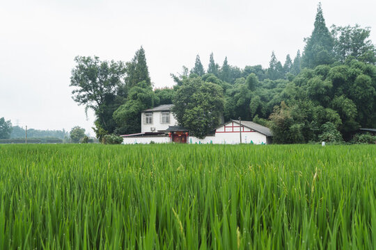 鄉(xiāng)村大片稻田