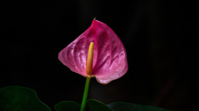 花燭