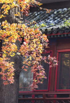 北京大覺寺紅葉