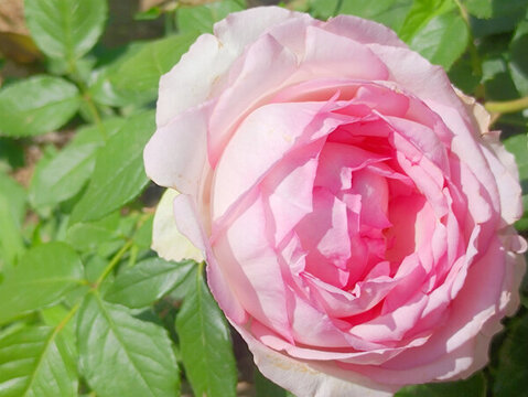 鮮花