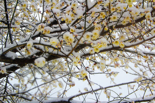 蠟梅迎雪花開(kāi)