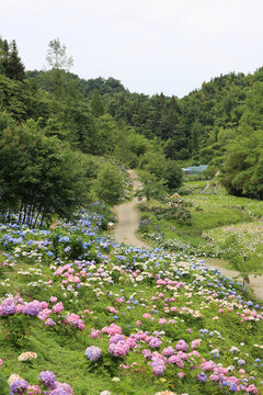 漫山遍野繡球花