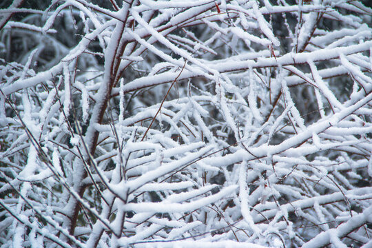 大雪覆蓋雪景林海