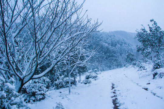 雪后樹林