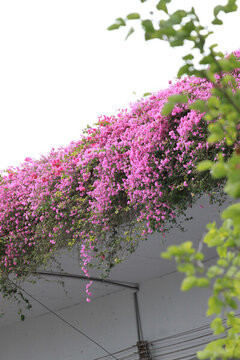 勒杜鵑花