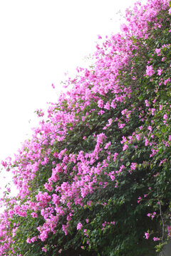 勒杜鵑花