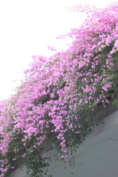 勒杜鵑花