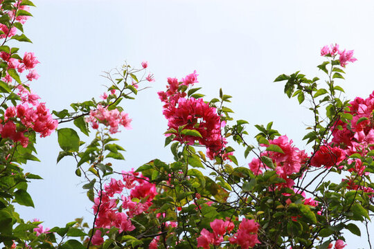 勒杜鵑花