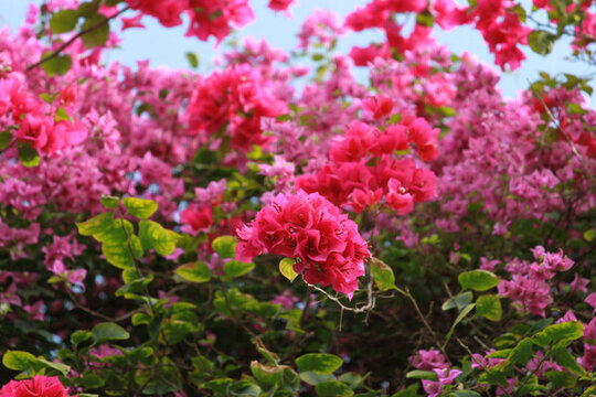 勒杜鵑花