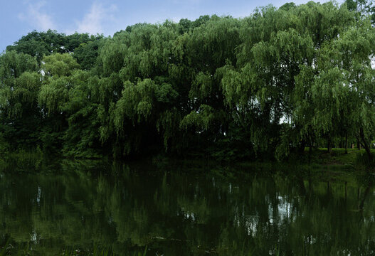 河流樹木