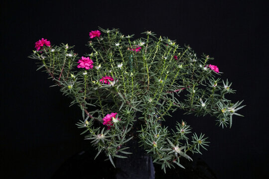 紫色太陽花