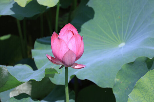 荷花
