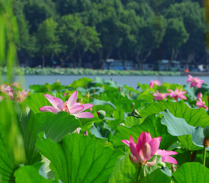 杭州西湖斷橋孤山夏日荷花荷葉