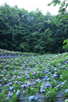 漫山遍野繡球花